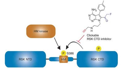 A clickable inhibitor reveals context-dependent autoactivation of p90 RSK