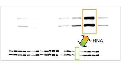Activating gene expression in mammalian cells with promoter-targeted duplex RNAs