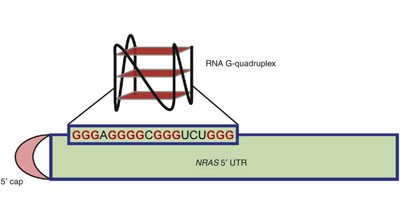 An RNA G-quadruplex in the 5′ UTR of the <i>NRAS</i> proto-oncogene modulates translation