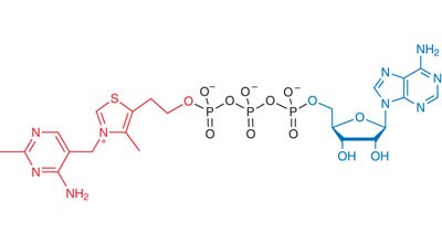 Discovery of a natural thiamine adenine nucleotide