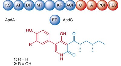 Genomics-driven discovery of PKS-NRPS hybrid metabolites from <i>Aspergillus nidulans</i>