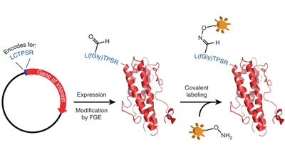 Introducing genetically encoded aldehydes into proteins