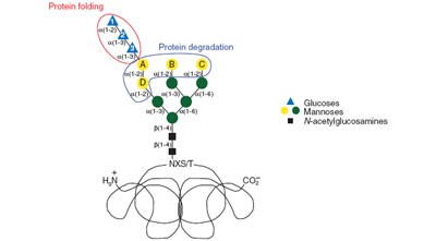 N-glycan structure dictates extension of protein folding or onset of disposal