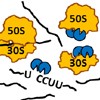 An RNA-seq method for defining endoribonuclease cleavage specificity identifies dual rRNA substrates for toxin MazF-mt3