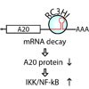 RC3H1 post-transcriptionally regulates A20 mRNA and modulates the activity of the IKK/NF-κB pathway