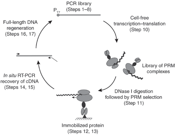 Eukaryotic ribosome display with <i>in situ</i> DNA recovery