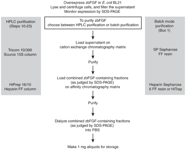 Feeder-independent culture of human embryonic stem cells