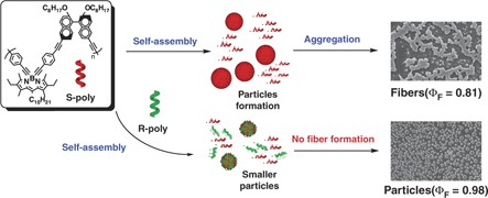 Quantum yield and morphology control of BODIPY-based supramolecular self-assembly with a chiral polymer inhibitor