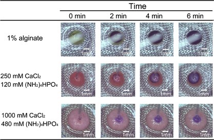 Evaluation of the stimulus response of hydroxyapatite/ calcium alginate composite gels