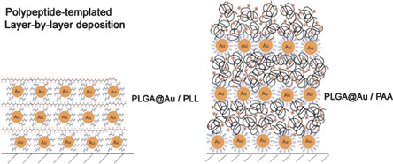 Layer-by-layer fabrication of well-packed gold nanoparticle assemblies guided by a β-sheet peptide network