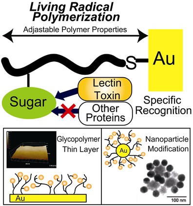 Biological specific recognition of glycopolymer- modified interfaces by RAFT living radical polymerization