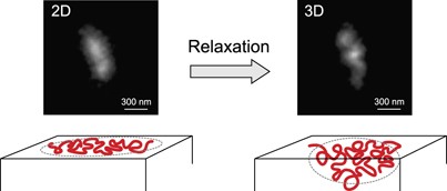 Conformational relaxation of single polymer chains confined in a two-dimensional plane studied by scanning near-field optical microscopy