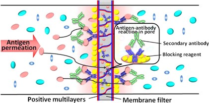 Polyelectrolyte multilayers-modified membrane filter for rapid immunoassay: protein condensation by centrifugal permeation