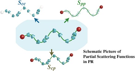 The static structure of polyrotaxane in solution investigated by contrast variation small-angle neutron scattering
