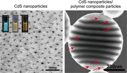 Hierarchical assembly of CdS nanoparticles in polymer particles with phase separation structures