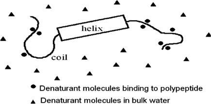Denaturant-induced helix–coil transition of oligopeptides: theoretical and equilibrium studies of short oligopeptides C17 and AK16