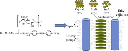 Effect of flexible spacer length on the mesophase structures of main-chain/side-chain liquid crystalline polymers based on ethyl cellulose