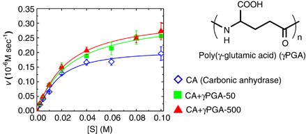 Enhancement of enzyme activity and stability by poly(γ-glutamic acid)