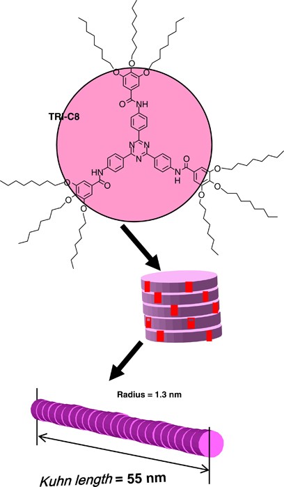 Flexibility and local structure of a worm-like cylinder of self-assembled discotic triazine triamide