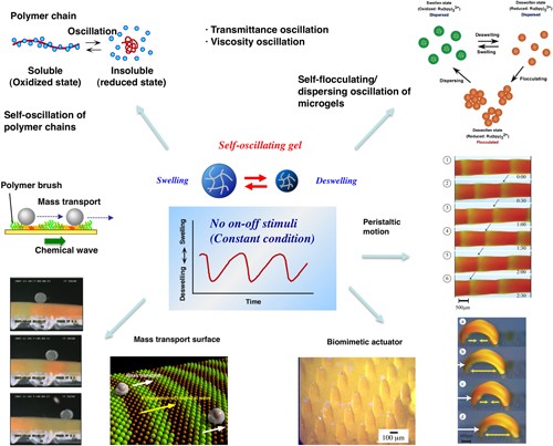 Development of self-oscillating polymers and gels with autonomous function