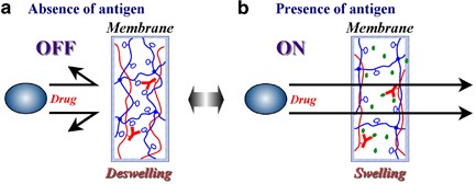 Controlled permeation of model drugs through a bioconjugated membrane with antigen–antibody complexes as reversible crosslinks