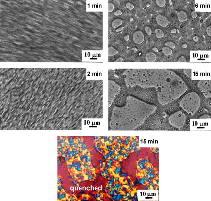 Kinetics of coarsening in immiscible poly (ɛ-caprolactone)/poly(styrene-<i>co</i>-acrylonitrile) blends