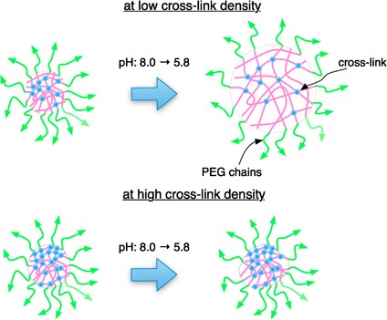 Dependence of the swelling behavior of a pH-responsive PEG-modified nanogel on the cross-link density