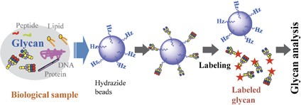 A cross-linked polymer possessing a high density of hydrazide groups: high-throughput glycan purification and labeling for high-performance liquid chromatography analysis