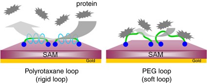 Controlled loop and graft formations of water-soluble polymers on SAMs for the design of biomaterials surfaces