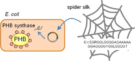 Dual biosyntheses of poly[(<i>R</i>)-3-hydroxybutyric acid] and silk protein for the fabrication of biofunctional bioplastic