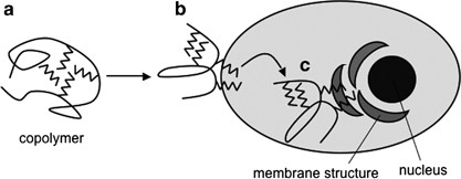 Physicochemical delivery of amphiphilic copolymers to specific organelles