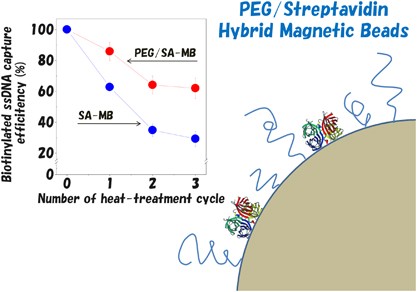 Improvement of the thermal stability of streptavidin immobilized on magnetic beads by the construction of a mixed poly(ethylene glycol) tethered-chain layer