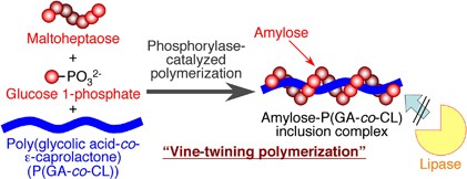 Preparation of inclusion complexes composed of amylose and biodegradable poly(glycolic acid-<i>co</i>-ɛ-caprolactone) by vine-twining polymerization and their lipase-catalyzed hydrolysis behavior
