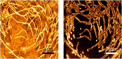 Microscopic conduction pathways of poly(3-hexylthiophene) nanofibers embedded in polymer film
