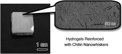 Chitin-chitosan nanocomposite gels: reinforcement of chitosan hydrogels with rod-like chitin nanowhiskers