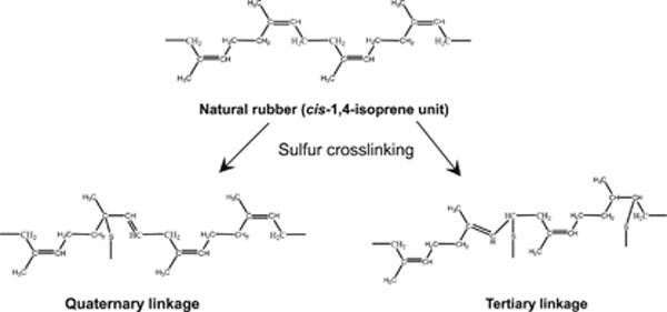 Mechanical properties and cross-linking structure of cross-linked natural rubber