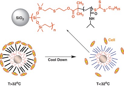 Poly(<i>N</i>-isopropylacrylamide)-modified silica beads with hyperbranched polysiloxysilane for three-dimensional cell cultivation