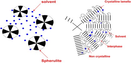 Coagulation dimension of freezable bound solvent in isotactic polypropylene/<i>o-</i>dichlorobenzene gel