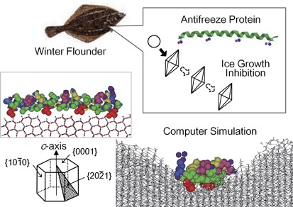 Antifreeze proteins: computer simulation studies on the mechanism of ice growth inhibition