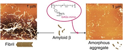 Glycosaminoglycan model polymers with Poly(γ-glutamate) backbone to inhibit aggregation of β-Amyloid peptide