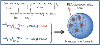 Preparation and characterization of nanoparticles formed through stereocomplexation between enantiomeric poly(γ-glutamic acid)-<i>graft</i>-poly(lactide) copolymers