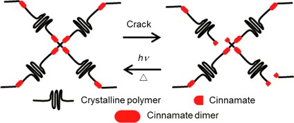 Photoinduced mendable network polymer from poly(butylene adipate) end-functionalized with cinnamoyl groups