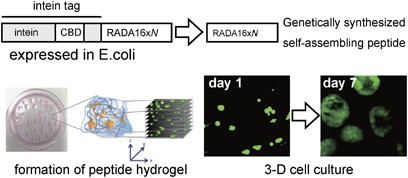 Hydrogel scaffolds composed of genetically synthesized self-assembling peptides for three-dimensional cell culture