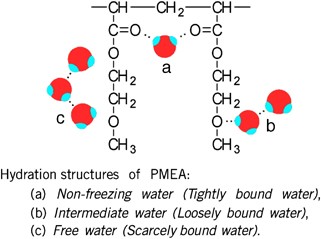 The roles of water molecules at the biointerface of medical polymers