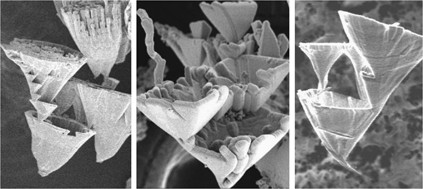 Self-organization of hollow-cone carbonate crystals through molecular control with an acid organic polymer