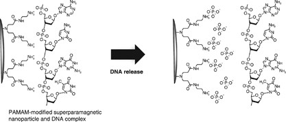 Efficient DNA release from PAMAM dendrimer-modified superparamagnetic nanoparticles for DNA recovery