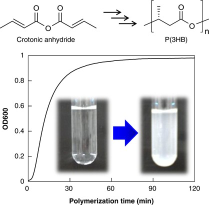 Preparative synthesis of Poly[(<i>R</i>)-3-hydroxybutyrate] monomer for enzymatic cell-free polymerization