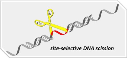 Artificial site-selective DNA cutters to manipulate single-stranded DNA