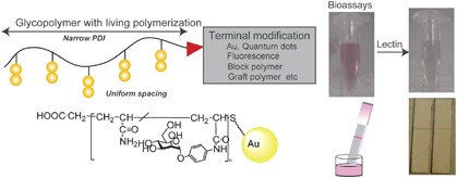 Design and synthesis of well-defined glycopolymers for the control of biological functionalities