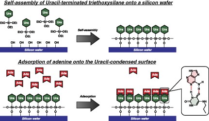 Synthesis of novel nucleobase-terminated organosilane and its self-assembly on a substrate